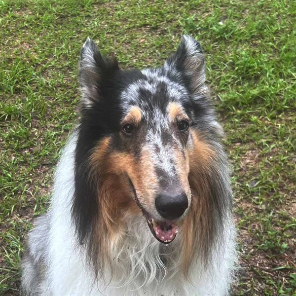 Tramp, a dog, SoulMender's Chief Healing Officer